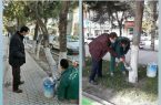 اندودکاری درختان شهر با ترکیبی از سموم آفت کش، چسب چوب و کائولن صورت میگیرد