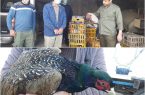 کشف و ضبط ۳۰۰ فرد قرقاول و ۲۰ فرد غاز در روانسر