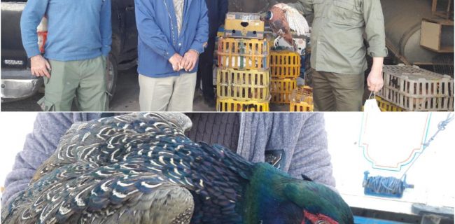 کشف و ضبط ۳۰۰ فرد قرقاول و ۲۰ فرد غاز در روانسر