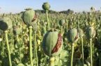 تاثیر تریاک بر درمان کرونا ؛ نتیجه پژوهش‌های‌ علمی چه بوده است؟