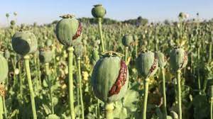 تاثیر تریاک بر درمان کرونا ؛ نتیجه پژوهش‌های‌ علمی چه بوده است؟