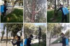 سمپاشی درختان سرو بلوار طاق بستان علیه آفت شپشک