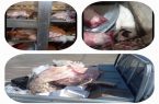 کشف و امحاء بیش از ۲ تن گوشت و آلایش آلوده از سطح شهر کرمانشاه
