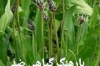 کوهستان زاگرس داروخانه سبز کشور مأمنی برای گردشگری گیاهشناسی