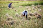 سازمان جهاد کشاورزی و امور آب استان مکلفند از کشت برنج در استان جلوگیری کنند.