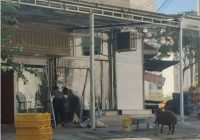 گفتار درمانی علاج کشتار غیر مجاز دام نیست