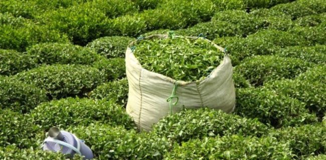 چای ایرانی؛ مانیفیستی برای صیانت از خانواده