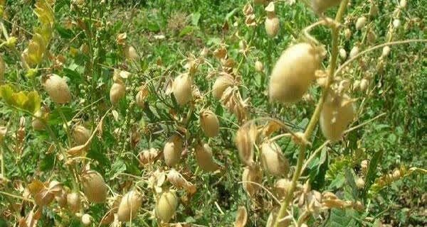 کرمانشاه رتبهٔ اول تولید نخود کشور را کسب کرد