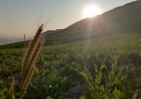 زنده به عشق