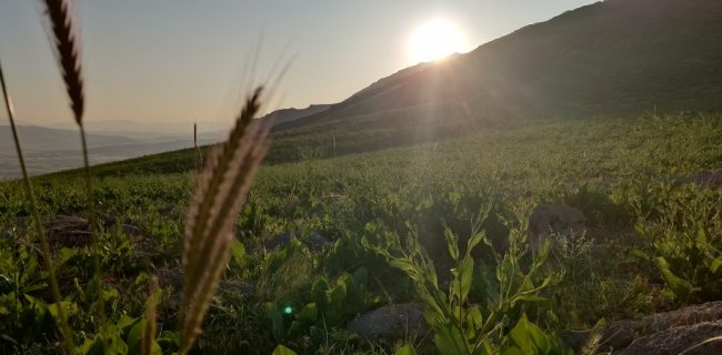 زنده به عشق زنده به عشق